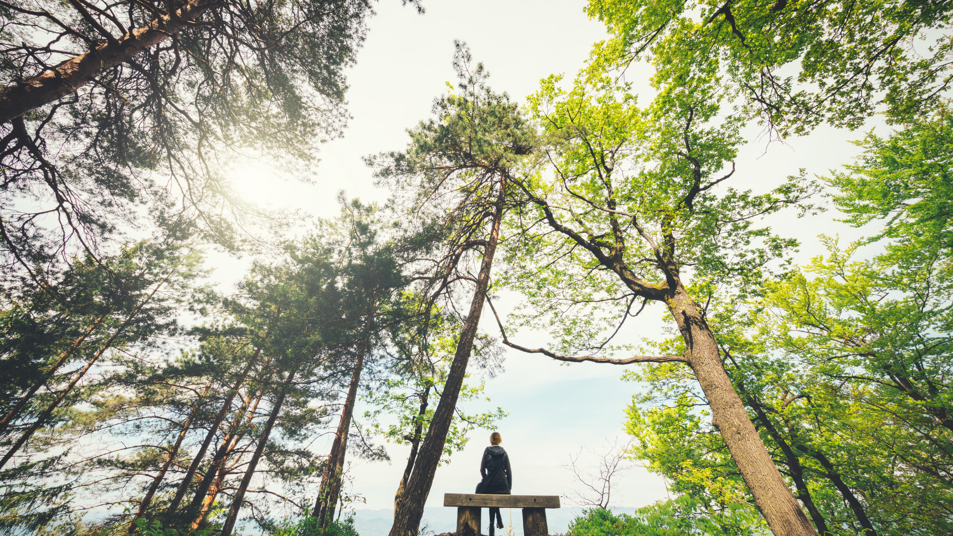 Person in the forest looking up